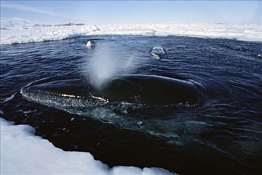 南极,小须鲸,呼吸,小,水池,地表水流,冰,边缘,浮游生物