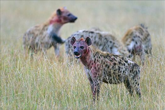 斑鬣狗,马赛马拉国家保护区,肯尼亚,东非