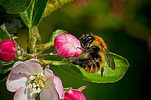 苏格兰,特写,蜜蜂,花粉,苹果花,春天