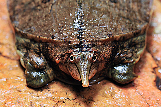 龟,古农列尤择国家公园,北方,苏门答腊岛,印度尼西亚