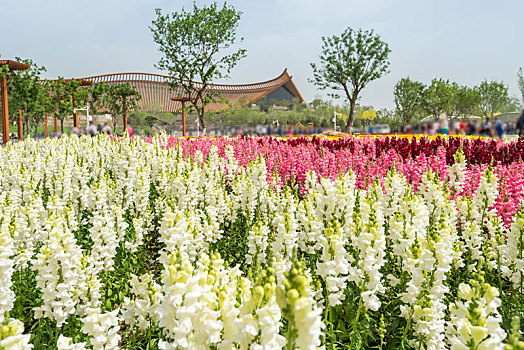 2019中国北京世园会的花丛