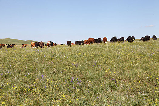 内蒙古锡林郭勒草原上干净俊朗的牛羊