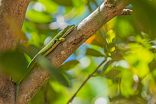 madagascar马达加斯加绿色蜥蜴微距