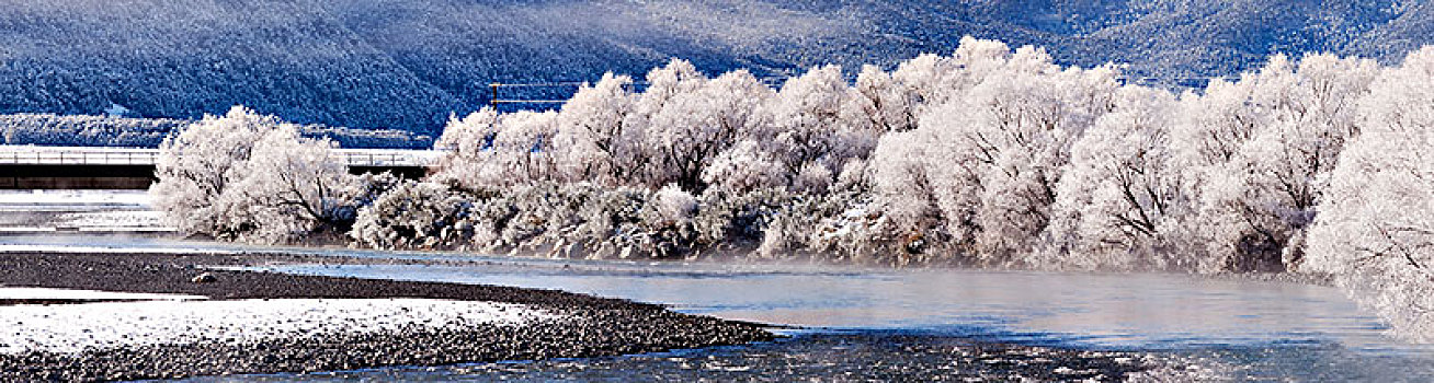 白霜,树,河,新西兰