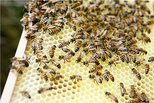 蜂巢,蜜蜂,养蜂人