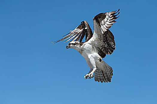 鱼鹰,飞行,大沼泽地国家公园,佛罗里达,美国