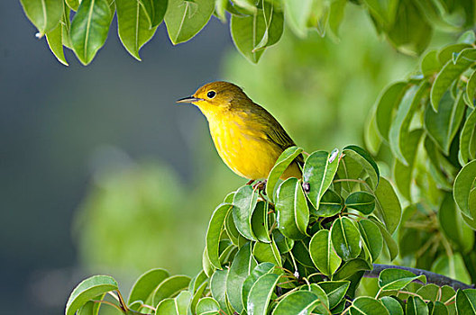 黄色,鸣禽,美洲黄莺,女性,曼萨尼约,树,加拉帕戈斯群岛,厄瓜多尔