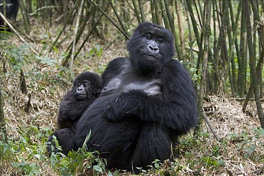 山地大猩猩,大猩猩,母亲,老,幼仔,濒危,国家,卢旺达