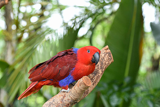 鲜红色羽毛的雌性折衷鹦鹉
