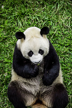中国四川卧龙国宝中华大熊猫