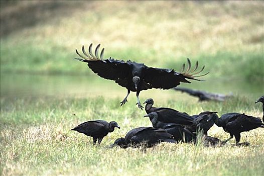 黑美洲鹫,瑞欧格兰山谷,德克萨斯