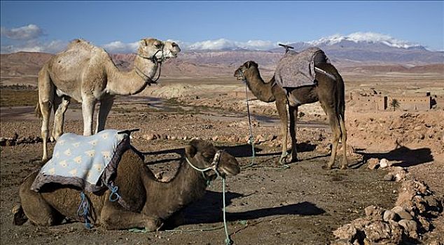 骆驼,沙漠,撒哈拉沙漠,摩洛哥