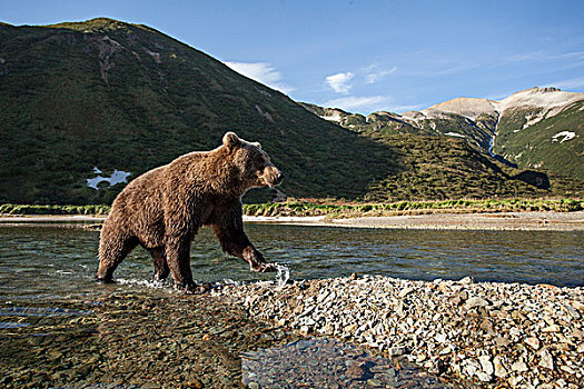 美国,阿拉斯加,卡特麦国家公园,沿岸,棕熊,涉水,三文鱼,卵,河流,靠近,湾
