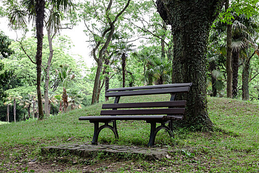 生态公园树下的一把椅子