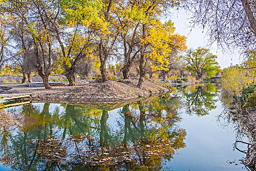 新疆,树林,秋色,黄叶,水塘