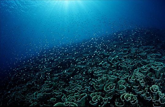珊瑚礁,科莫多国家公园,印度尼西亚,印度洋,水下
