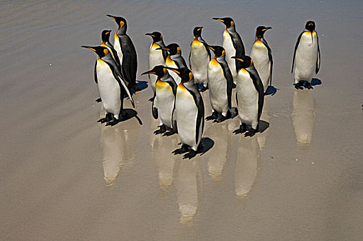 帝企鹅,群,海滩,自愿角,东福克兰,岛屿,福克兰群岛