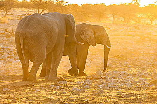 非洲,大象,日落,埃托沙国家公园