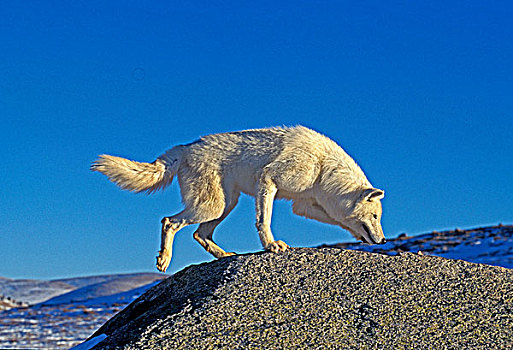 北极狼,狼,成年,嗅,岩石上,阿拉斯加