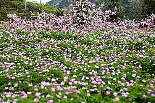 桃花与野花