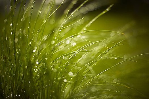 雨滴,草地,斯特拉特福,安大略省