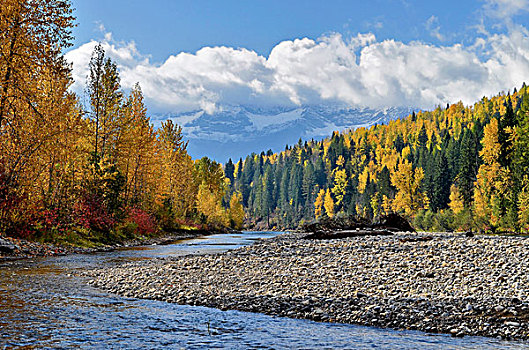 秋色,麋鹿,河,不列颠哥伦比亚省,加拿大