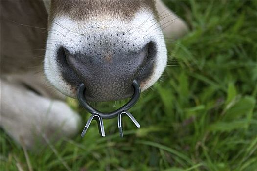 牛,鼻环
