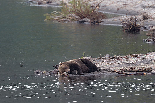 睡觉,堪察加半岛,棕熊,堤岸,湖,俄罗斯,欧洲