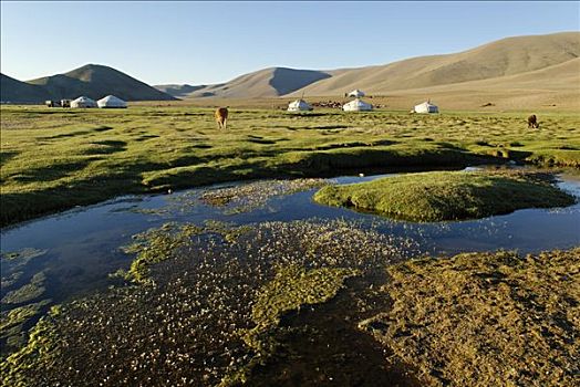 游牧,蒙古包,靠近,河,草原,阿尔泰,蒙古,亚洲