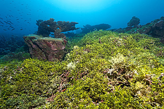 珊瑚礁,藻类,印度洋,马尔代夫,亚洲