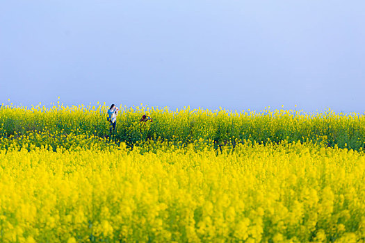 油菜花