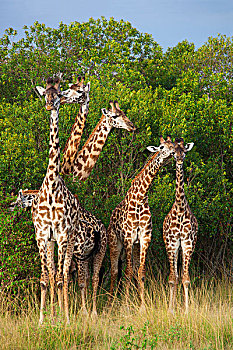 牧,马赛长颈鹿,长颈鹿,站,附近的,树,马赛玛拉国家保护区,肯尼亚,非洲