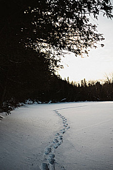 脚印,雪中,边缘,树林,安大略省,加拿大