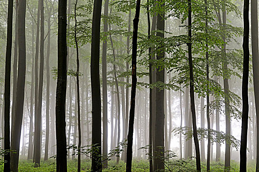 落叶林,山毛榉树,雾状,雨天,北莱茵威斯特伐利亚,德国,欧洲