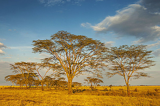 刺槐,树,日出,塞伦盖蒂国家公园,坦桑尼亚