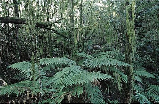 树林,桫椤,新英格兰,国家公园,澳大利亚