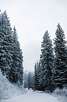 山,冬天,小路,松树,浓厚,雪