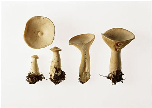 四个,蘑菇,蘑菇头