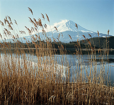 湖,正面,山,富士山,日本