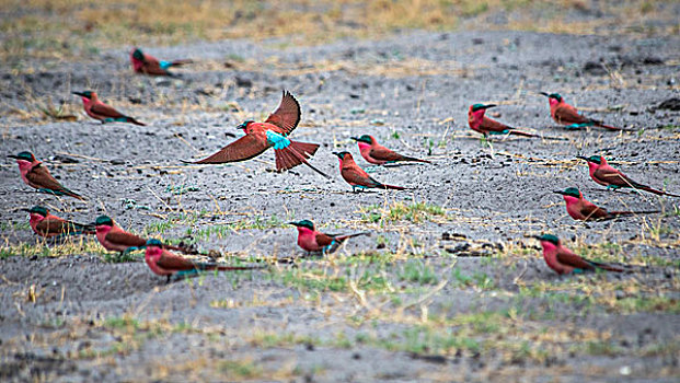 成群,深红色,食蜂鸟,鸟,地上,飞,博茨瓦纳,非洲,大幅,尺寸