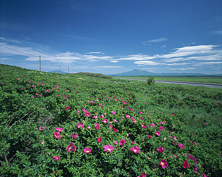 花园,玫瑰,山