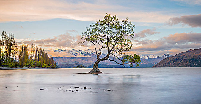 日出,孤树,站在水中,瓦纳卡湖,瓦纳卡,树,湾,奥塔哥,南部地区,新西兰,大洋洲