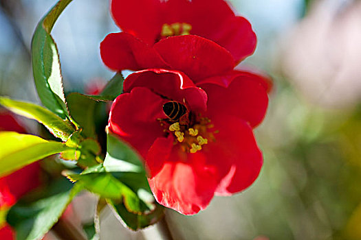 蜜蜂,红花