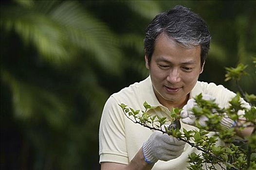 成熟,男人,修剪,植物