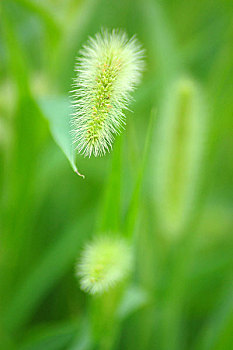 植物,花卉