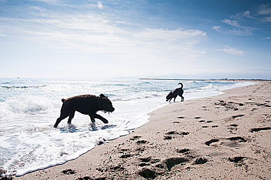 拉布拉多犬,狗,乐趣,波浪,海边