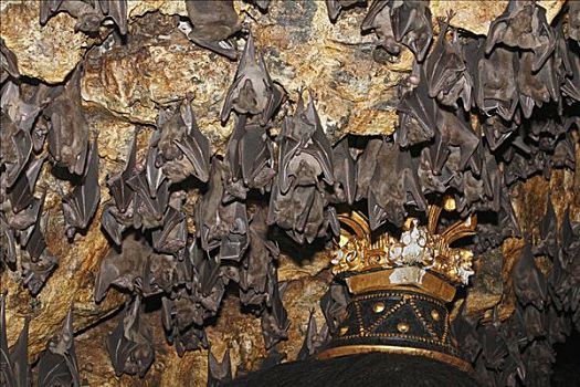 蝙蝠,庙宇,巴厘岛