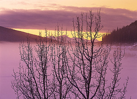 日落,上方,冬天,碧玉国家公园,艾伯塔省,加拿大