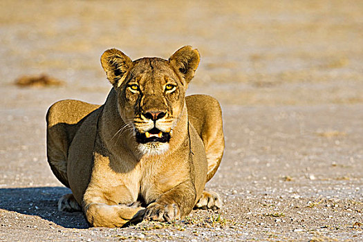 雌狮,狮子,博茨瓦纳,非洲