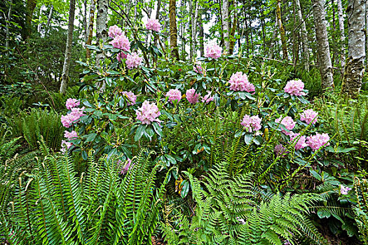 杜鹃属植物,树林,小猫,花园,不列颠哥伦比亚省,加拿大